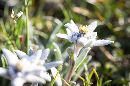Edelweiss dans les Alpes