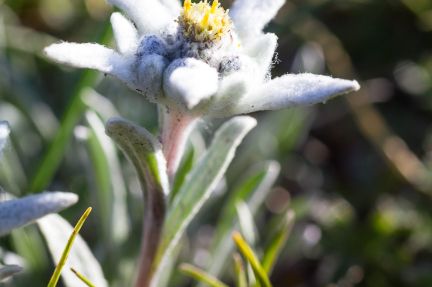 Edelweiss près du lac Noir dans les Alpes