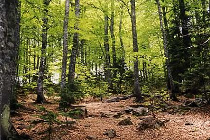 Forêt après le départ