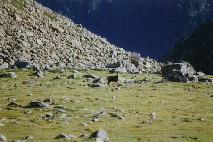 Isard en montant à Pombie