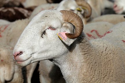 Mouton dans la vallée de Héas