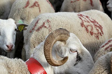 Moutons aux Aguilous