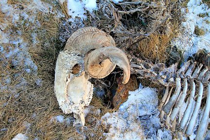 Rencontre macabre sur la montée