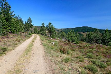 Sentier forestier au col du Sapet