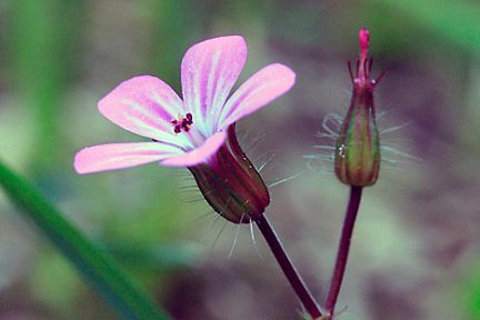 Fleur dans le trou de Bozouls