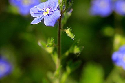 Fleur dans le trou de Bozouls