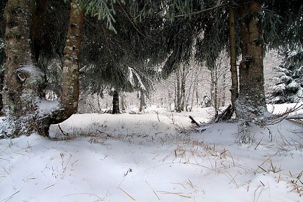 Balade dans la neige sur le sentier botanique de Laguiole