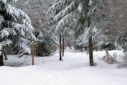 Sentier botanique de Laguiole sous la neige