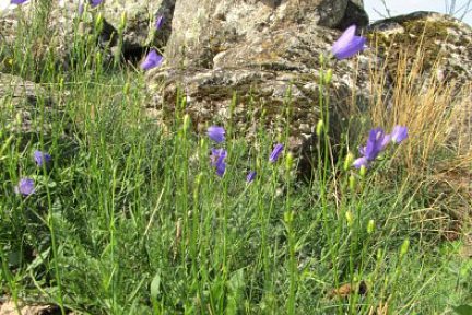 Fleurs et rochers sur le plateau, la randonnée se termine bientôt
