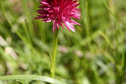 Nigritelle rose dans le Queyras