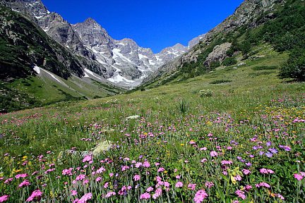 Tapis de fleurs en montant au refuge des Bans