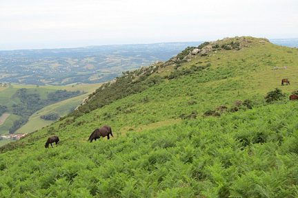 Pottoks lors de la randonnée au Mondarrain