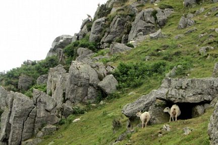 Brebis et vautours: lors de la randonnée au Mondarrain