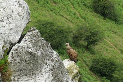 Le fameux rapace qui guète: un vautour, sur la randonnée au Mondarrain