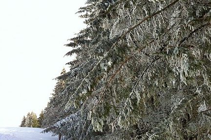 Sapins enneigés sur le Plateau de l'Aubrac en Aveyron