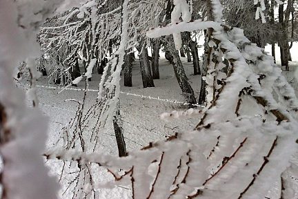 La neige et le givre sur les branches d'arbres d'Aubrac, côté Lozère