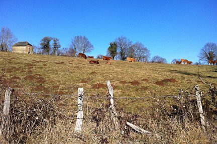 Vaches Aveyronnaises sur le chemin de randonnée au dessus d'Espalion