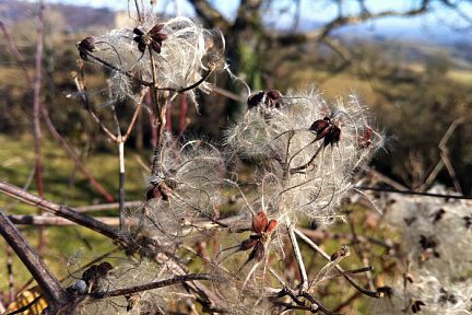 La Clématite sauvage ou Vigne blanche près du Plô de Masse, Vallée du Lot