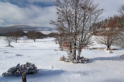 Plateau de l'Aubrac sous la neige en janvier