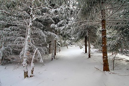 Balade dans la neige sur l'Aubrac