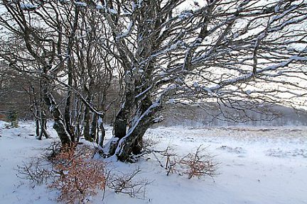 Randonnée sur l'Aubrac en janvier 2011