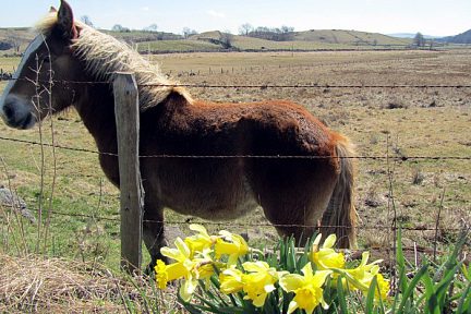 Jonquille sur le plateau de l'Aubrac, au printemps