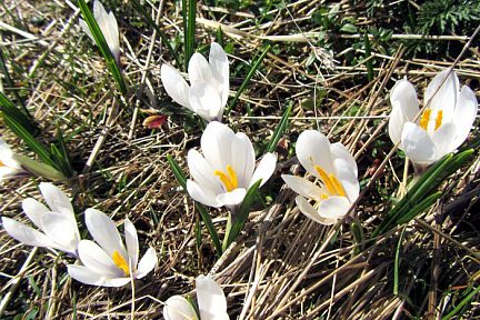 Crocus sur le plateau de l'Aubrac, au printemps