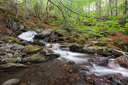 Forêt dans les Pyrénées