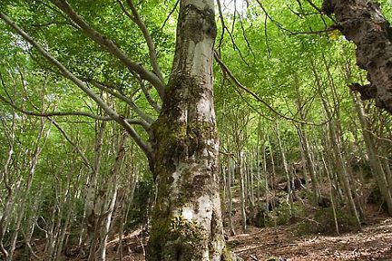 Magnifique forêt dans les Hautes-Pyrénées