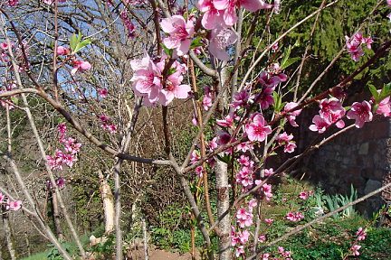 Fleurs et burgeons de brugonnier