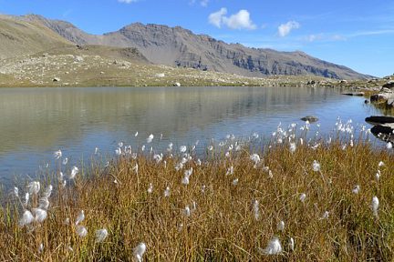 Lac Palluel vu de l'autre côté, avec des linaigrettes au premier plan