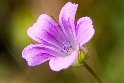 Fleur des Pyrénées en gros plan macro
