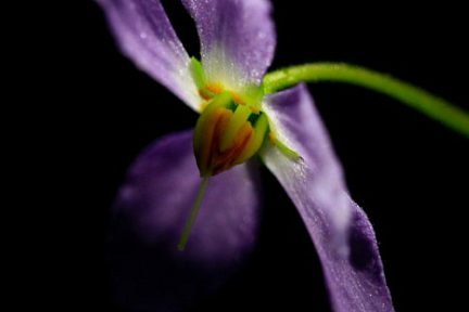 Ramonda myconi, plante endémique des Pyrénées