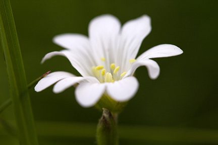 Fleur blanche à Agnouède