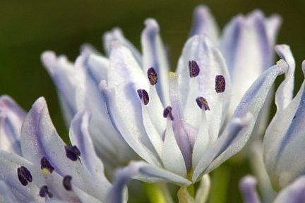 Gros plan sur des fleurs des Hautes-Pyrénées
