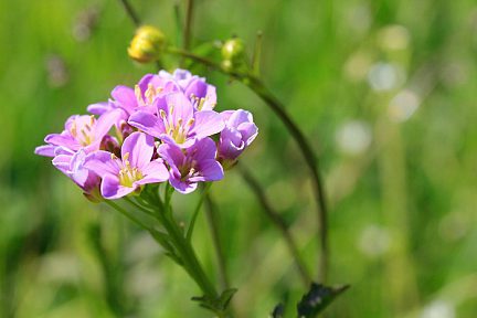 Fleur rose dans les Pyrénées