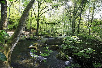 Forêt de Huelgoat en Bretagne