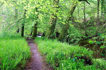 De belles couleurs vertes dans cette forêt de Huelgoat
