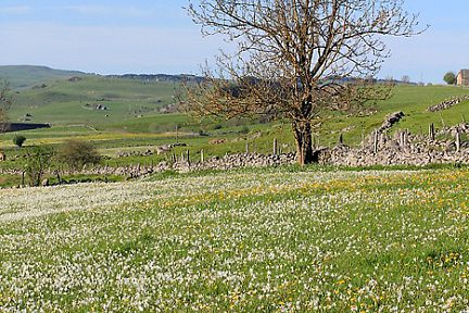 Les fleurs sont de sortie sur le plateau de l'Aubrac