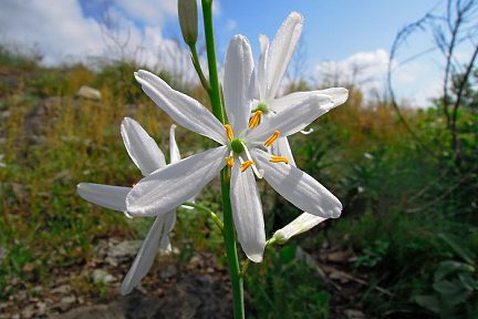 Jolie fleur au détour du GR 65