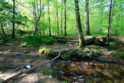Balade en forêt du Cranou