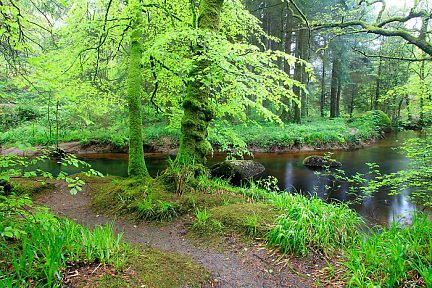 Forêt de Huelgoat en Bretagne, nuances de vert en mai