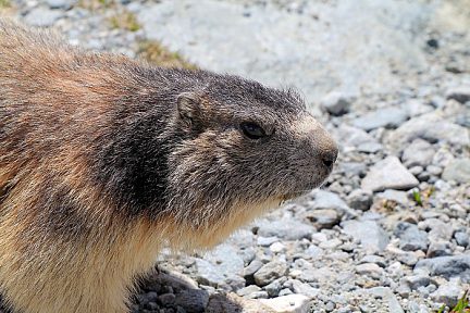 La marmotte n'est plus en hibernation