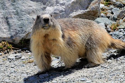 Marmotte curieuse au lac du Glacier d'Arsine