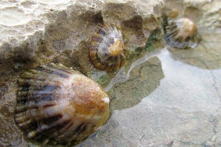 Coquillages à marrée basse sur la plage de Guéthary