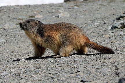 Une belle marmotte au bord du lac