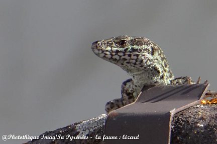 Lézard