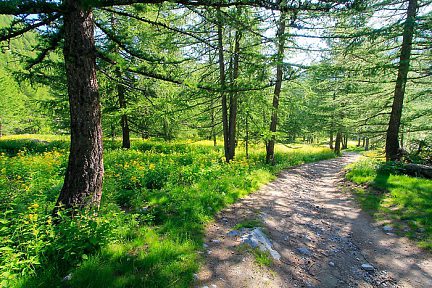 Jolie forêt dans les Hautes-Alpes