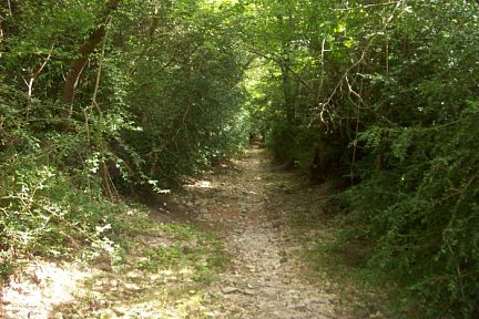 Sentier dans la forêt