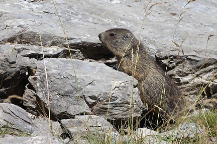 Jeune marmotte juste avant le cirque d'Estaubé